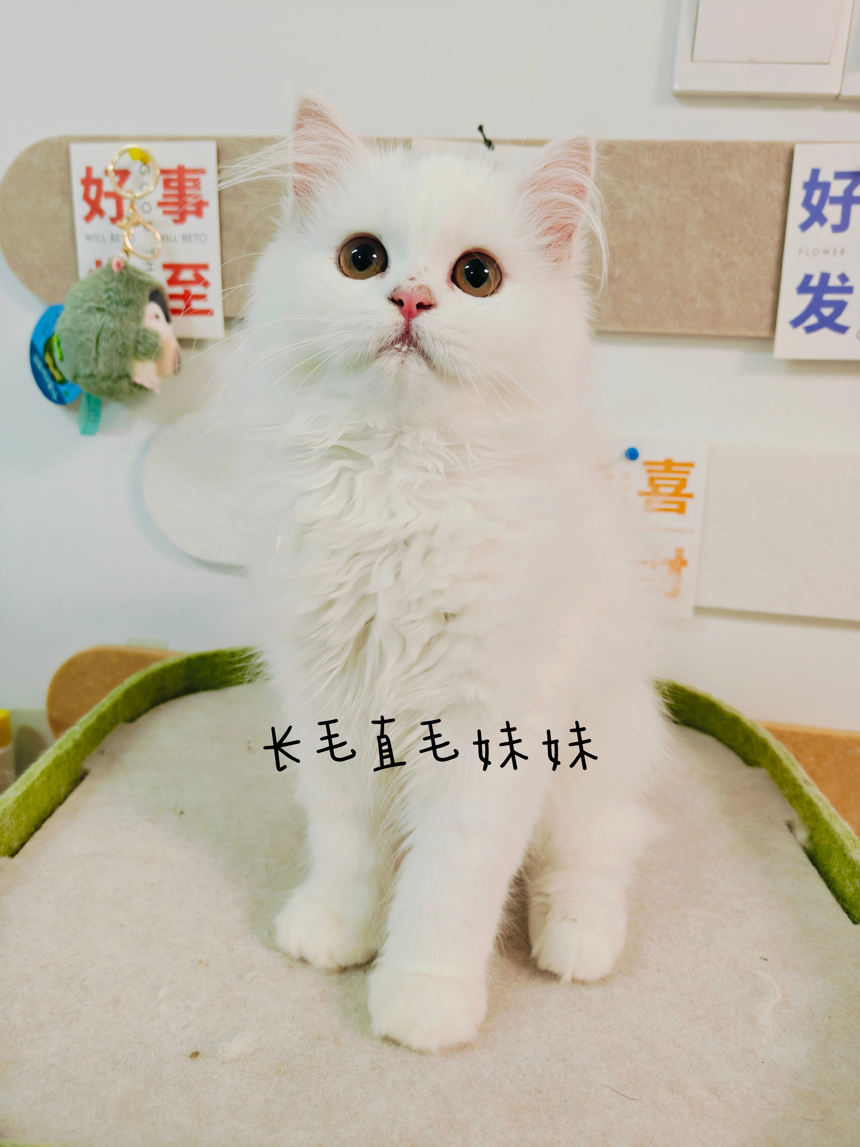家养的赛尔凯克卷毛猫直毛。卷毛都有，异瞳两只